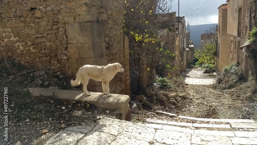 Cane tra le rovine di Poggioreale Vecchia