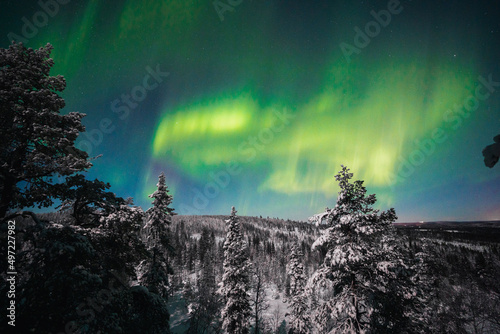 Northern lights above the forest photo