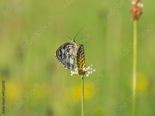 western marbled white butterfly sitting on a buckhorn photo