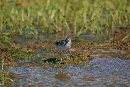 Wood Sandpiper (Tringa glareola) perched on the edge of a small pond