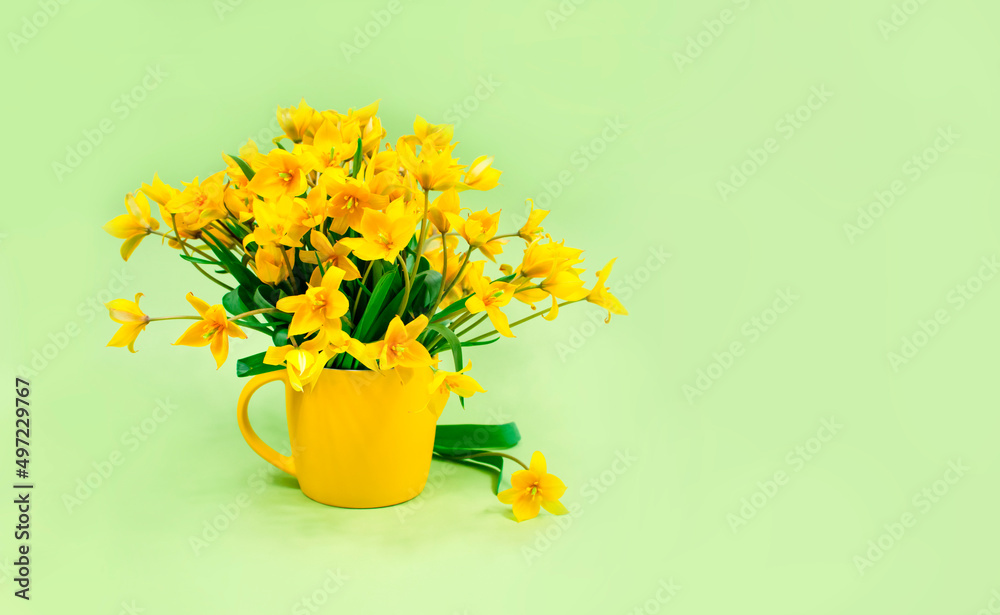 Yellow forest tulips in a yellow ceramic vase on a green background. Place for text. Basis for a postcard