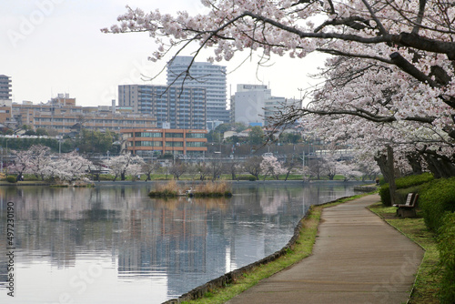 水戸偕楽園・千波湖（茨城県・水戸市） photo