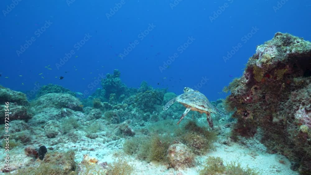 Seascape with Hawksbill Sea Turtle in the coral reef of Caribbean Sea, Curacao