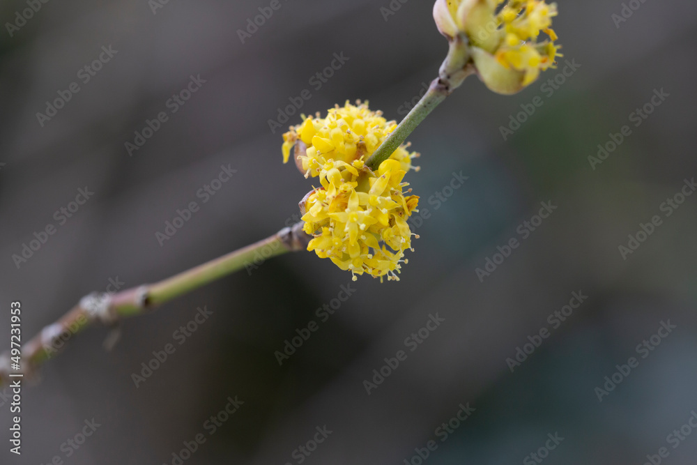 branches with flowers of European Cornel Cornus mas in early spring. Cornelian cherry, European cornel or Cornelian cherry dogwood Cornus mas flovering. Early spring flowers in natural habitat branches with flowers of European Cornel Cornus mas in early spring. Cornelian cherry, European cornel or Cornelian cherry dogwood Cornus mas flovering. Early spring flowers in natural habitat
