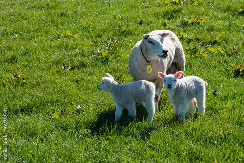 Texel, Netherlands, March 2022. Sheep with newborn lambs in the meadow.