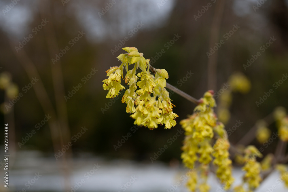 Beautiful Corylopsis spicata flower. Kingdom name is Plantae, Family name is Hamamelidaceae. yellow flowers in the shape of bells, early spring, selective focus Beautiful Corylopsis spicata flower. Kingdom name is Plantae, Family name is Hamamelidaceae. yellow flowers in the shape of bells, early spring, selective focus