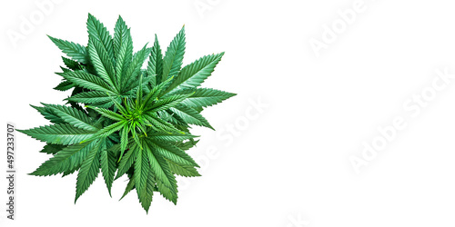 Fresh bouquet of cannabis , isolated on a white background, Cannabis for medicinal herbs. Marijuana green leafs 