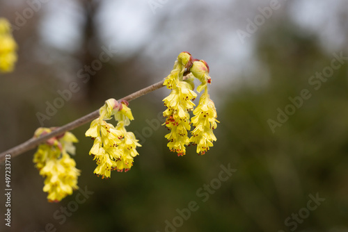 Beautiful Corylopsis spicata flower. Kingdom name is Plantae, Family name is Hamamelidaceae. yellow flowers in the shape of bells, early spring, selective focus photo
