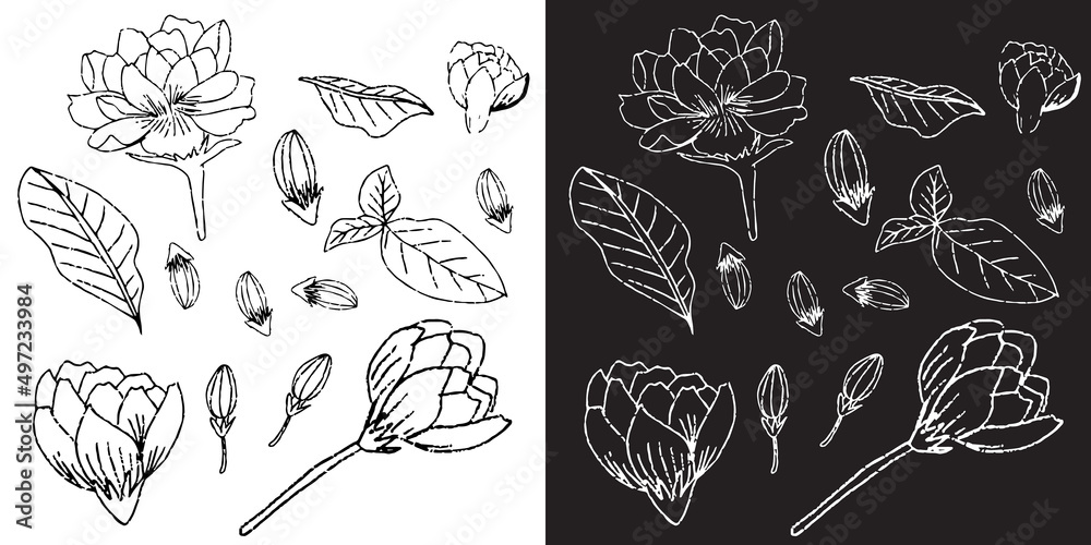 Set of hand drawn botanical floral isolated on white background. tropical flowers