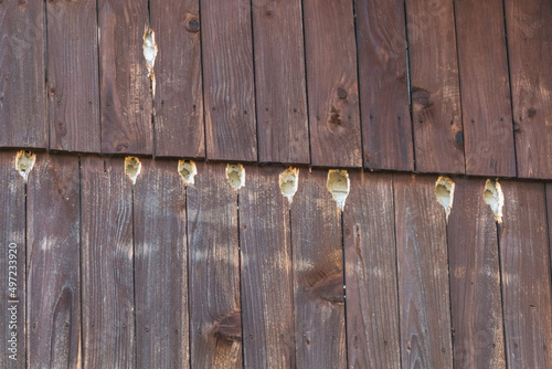Woodpecker damaged facade of the house