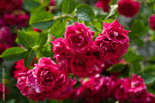 Tableau sur toile bush of roses growing from stone wall