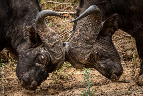 Two African buffalo bulls fighting. © simoneemanphoto