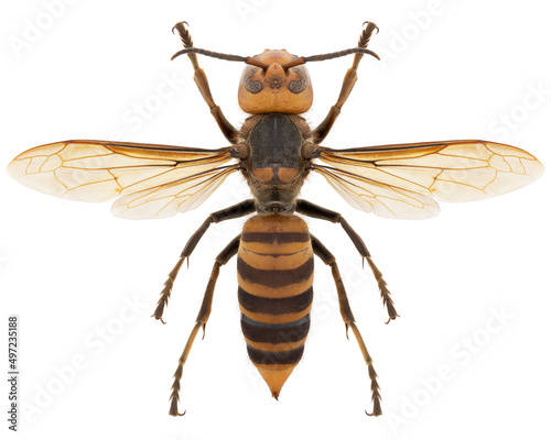 Vespa mandarinia japonica wasp specimen photo