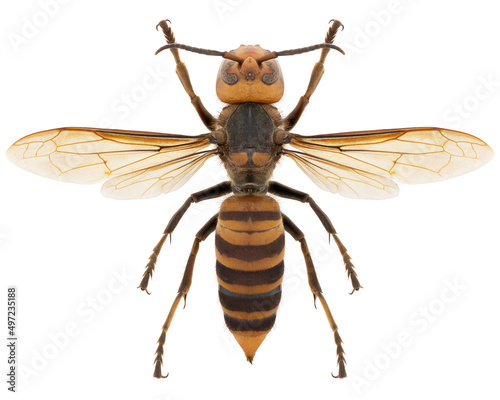 Vespa mandarinia japonica wasp specimen