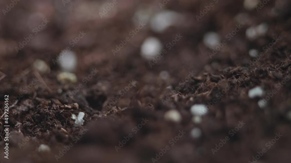 The soil for growing plants is visible in macro terms. A farmland before sowing seeds. The soil for growing plants is visible in macro terms. A farmland before sowing seeds.