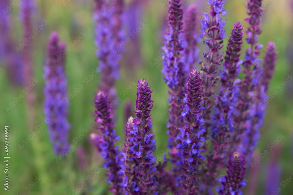 Fototapeta premium A lot of purple wildflowers on green meadow.