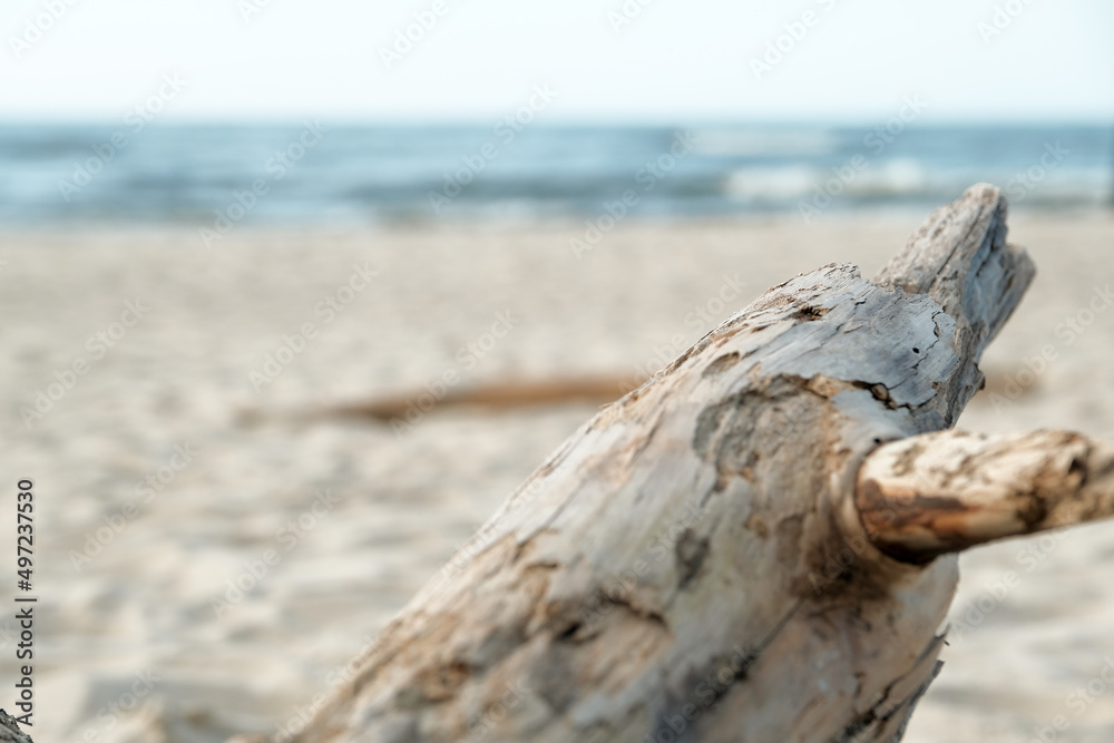 Old dead tree on black sand beach, Nang Thong beach in Khao Lak, Thailand, nature and environmental concept background Old dead tree on black sand beach, Nang Thong beach in Khao Lak, Thailand, nature and environmental concept background