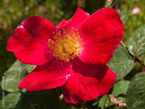 Vibrant wild rose at the Rose Garden Saint Galmier in France photo