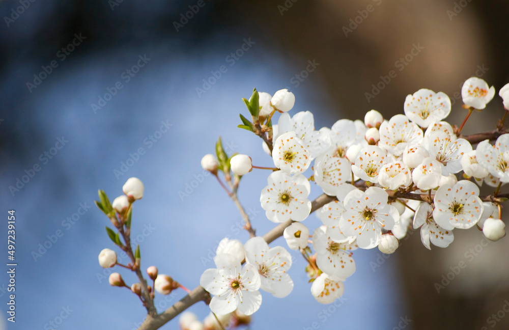 Apple blossom in spring close up. Selective focus. Apple blossom in spring close up. Selective focus.