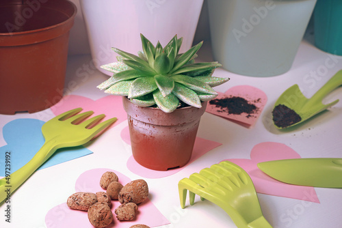 House plant care. succulent in a flower pot. Preparing for transplanting succulent. plant transplant, garden tools set, indoor.