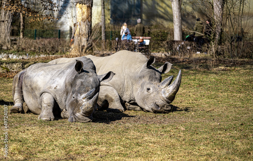 Photo Shot of two rhinos sleeping on the grass in the animals park enjoying the sun