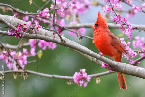Fototapeta Scenic view of a northern cardinal perched on a wooden branch with pink flowers