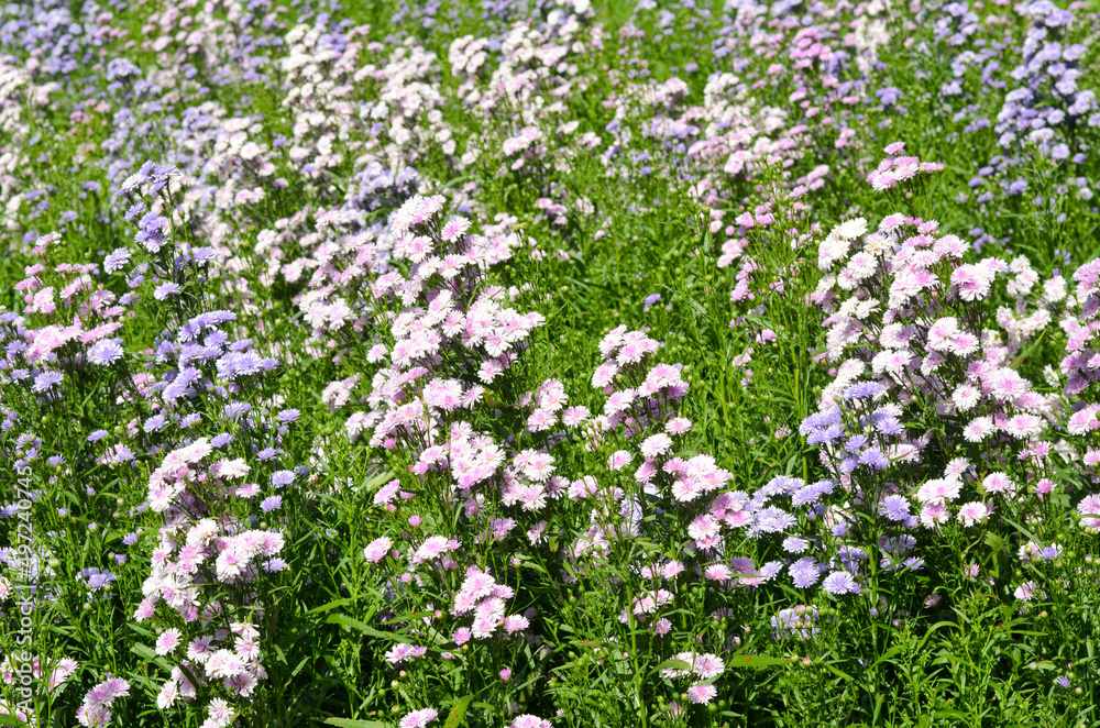Margaret flower or Michaelmas Daisy in the garden Margaret flower or Michaelmas Daisy in the garden