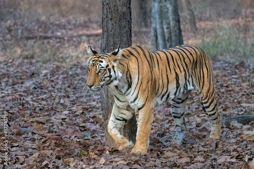 A tiger walking in the forest in India  Madhya Pradesh 