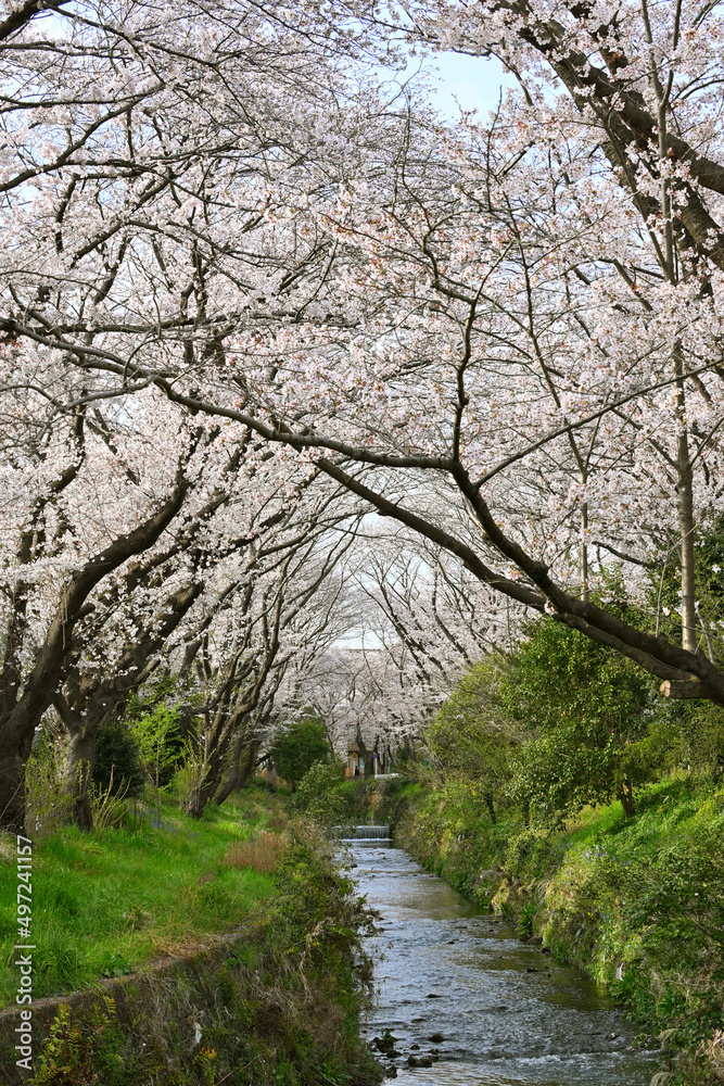 引地川の千本桜 引地川の千本桜