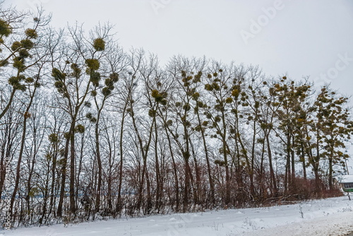 Wallpaper Mural Green Mistletoes on a tree. Viscum album is a hemiparasite native to Europe and parts of Asia Torontodigital.ca