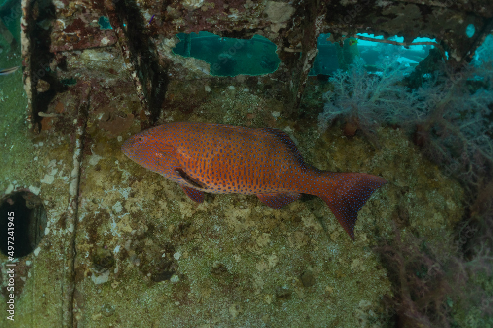 Fish swim in the Red Sea, colorful fish, Eilat Israel
