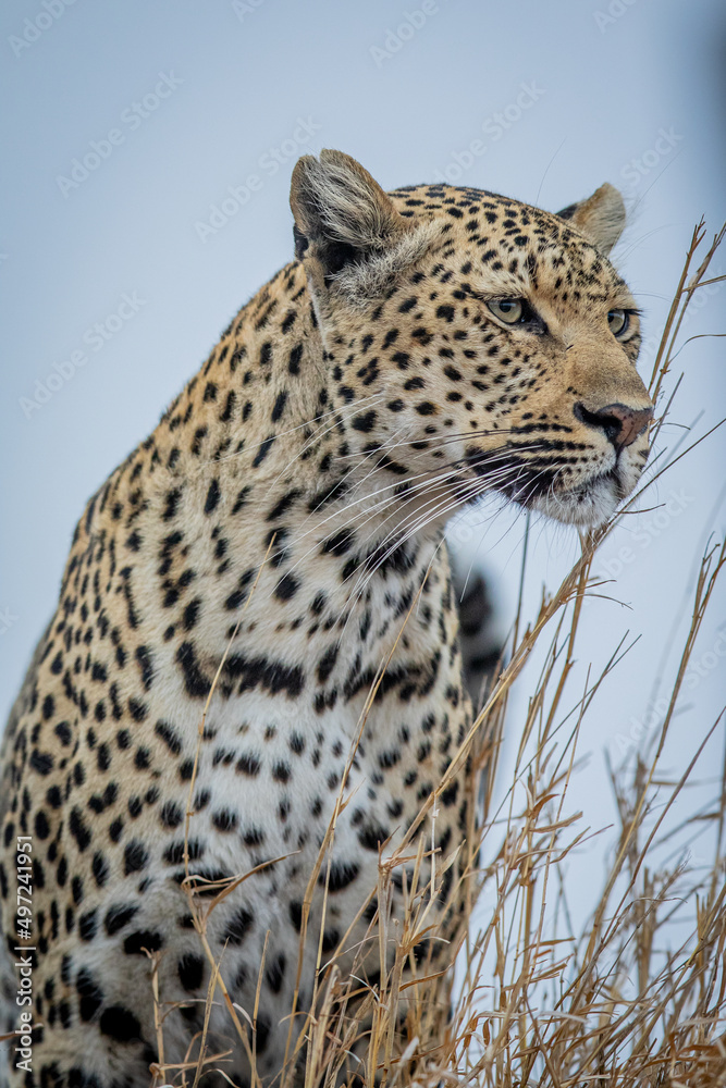 Close up of a female Leopard's head. Close up of a female Leopard's head.