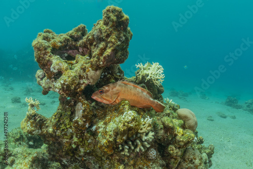 Fish swim in the Red Sea, colorful fish, Eilat Israel
