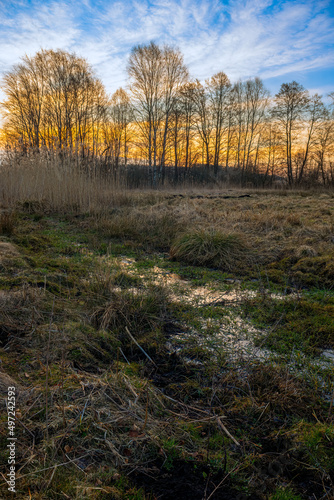 Fototapeta Naklejka Na Ścianę i Meble -  landscape of trees