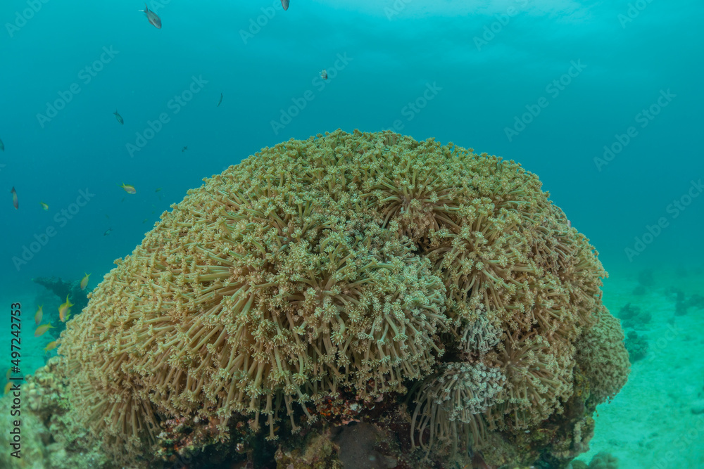 Obraz premium Coral reef and water plants in the Red Sea, Eilat Israel 