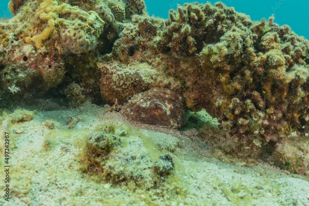 Fototapeta premium Fish swim in the Red Sea, colorful fish, Eilat Israel 