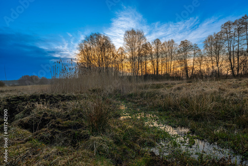 Fototapeta Naklejka Na Ścianę i Meble -  landscape of trees
