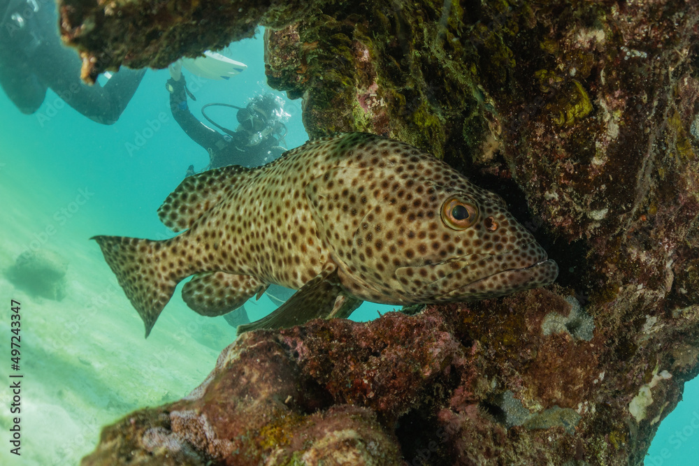 Fish swim in the Red Sea, colorful fish, Eilat Israel
Fish swim in the Red Sea, colorful fish, Eilat Israel
