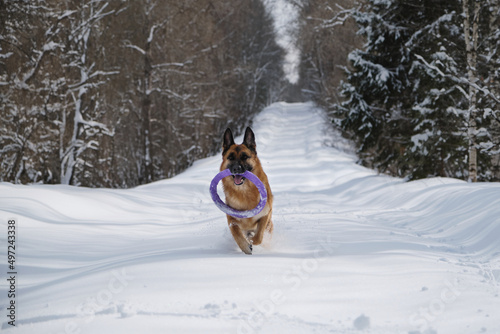 Dog is having fun, playing outside. Energetic and active versatile breed. Black and red adult German Shepherd runs along snowy forest road in winter with round ring in teeth.