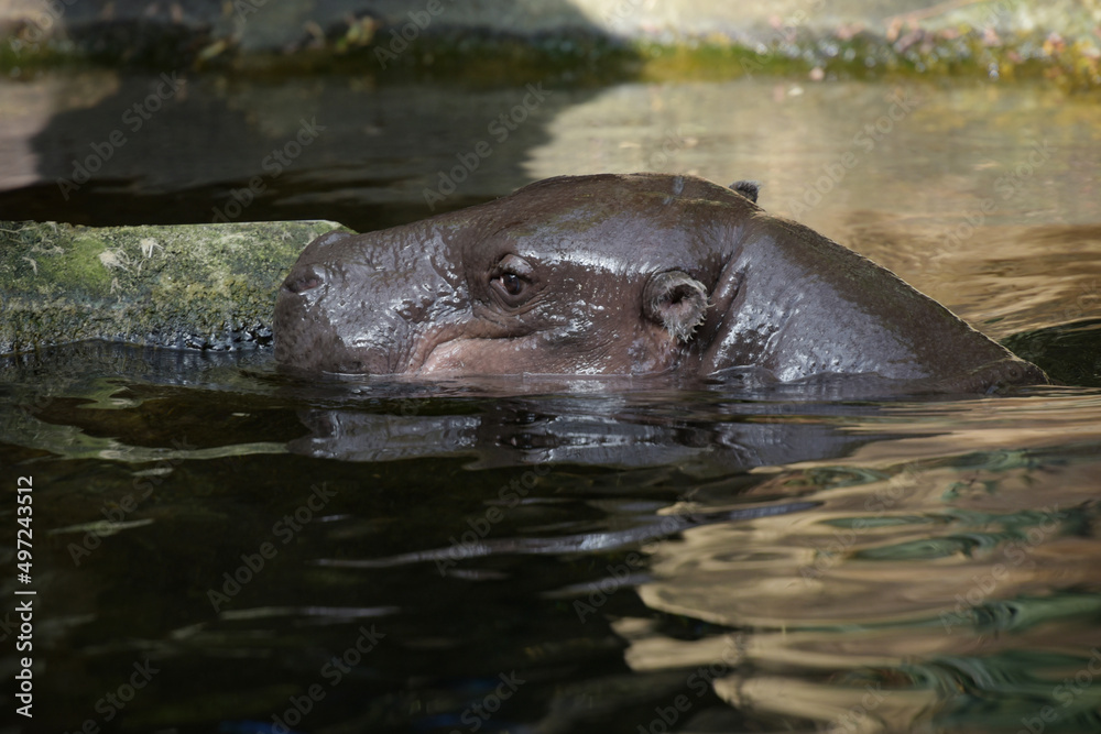 Fototapeta premium Photography of a pygmy hippopotamus