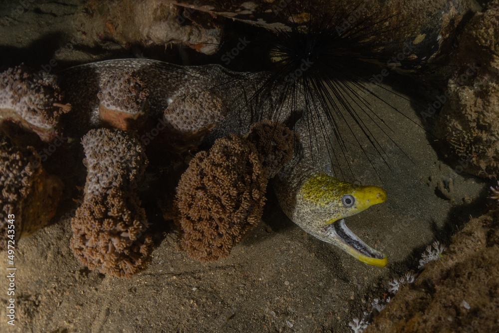 Moray eel Mooray lycodontis undulatus in the Red Sea, Eilat Israel
Moray eel Mooray lycodontis undulatus in the Red Sea, Eilat Israel