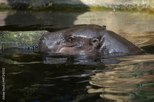 Photography of a pygmy hippopotamus