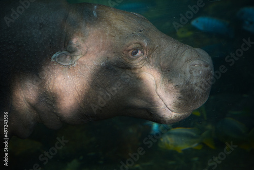 Photography of a pygmy hippopotamus