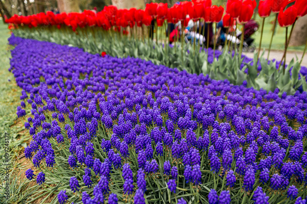 colorful flowers in a garden of, Emirgan. Emirgan tulip festival, İstanbul.