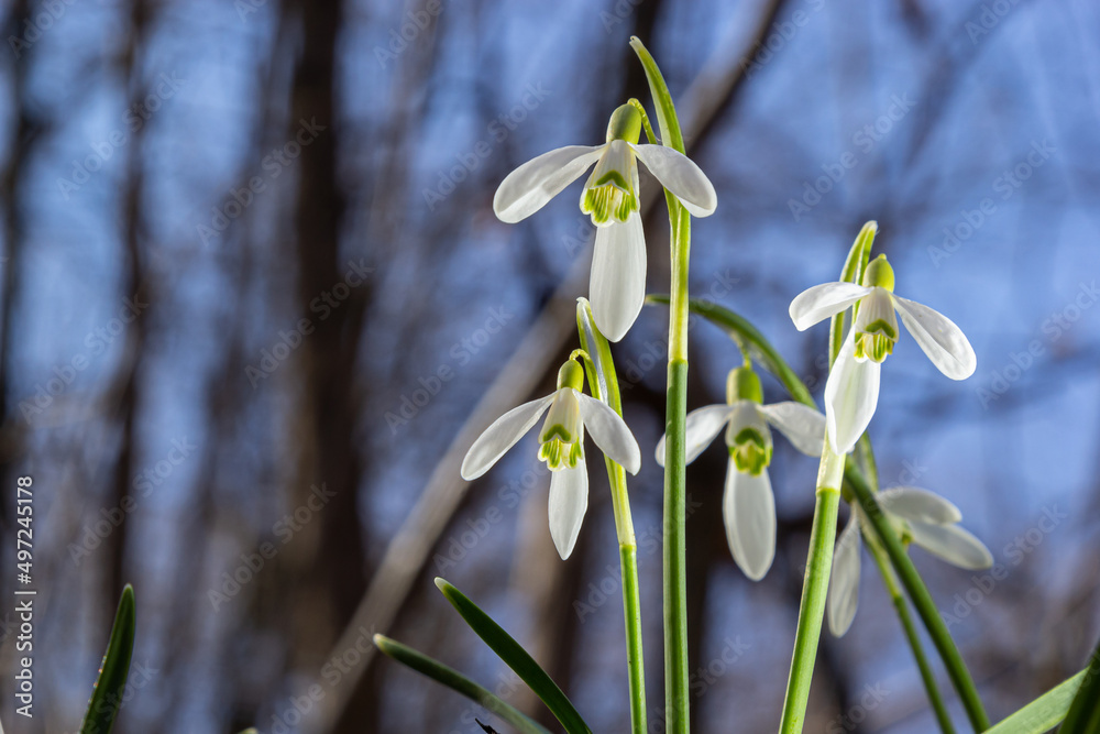 White snowdrop flower, close up. Galanthus blossoms illuminated by the sun in the green blurred background, early spring. Galanthus nivalis bulbous, perennial herbaceous plant in Amaryllidaceae family White snowdrop flower, close up. Galanthus blossoms illuminated by the sun in the green blurred background, early spring. Galanthus nivalis bulbous, perennial herbaceous plant in Amaryllidaceae family