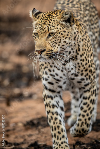 Close up of a female Leopard's head.