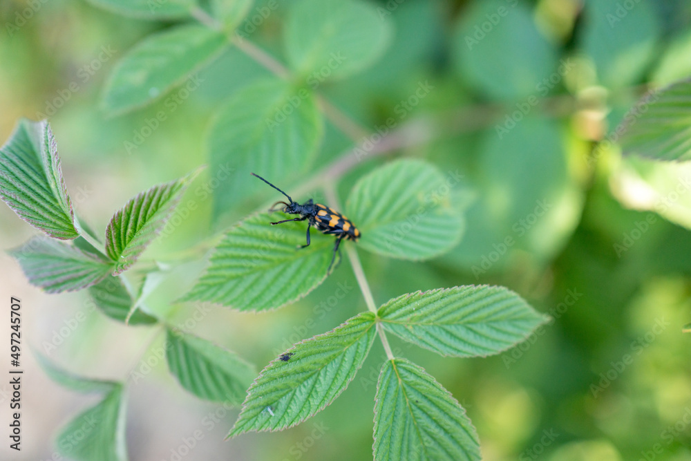 Fototapeta premium bright bug in a leaf, summer