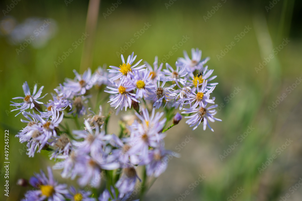 beautiful natural wild flowers beautiful natural wild flowers