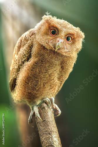 Philippine Scops Owl (Otus megalotis), perching on a branch and looking toward the camera