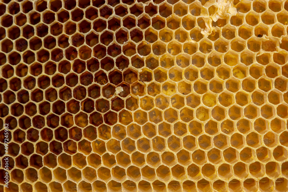 Background texture and pattern of a section of wax honeycomb from a bee hive filled with golden honey in a full frame view